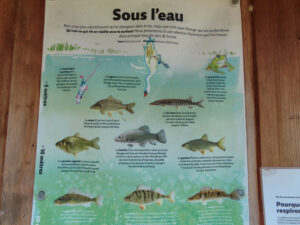 Amicale Musee Peche 12 300x225